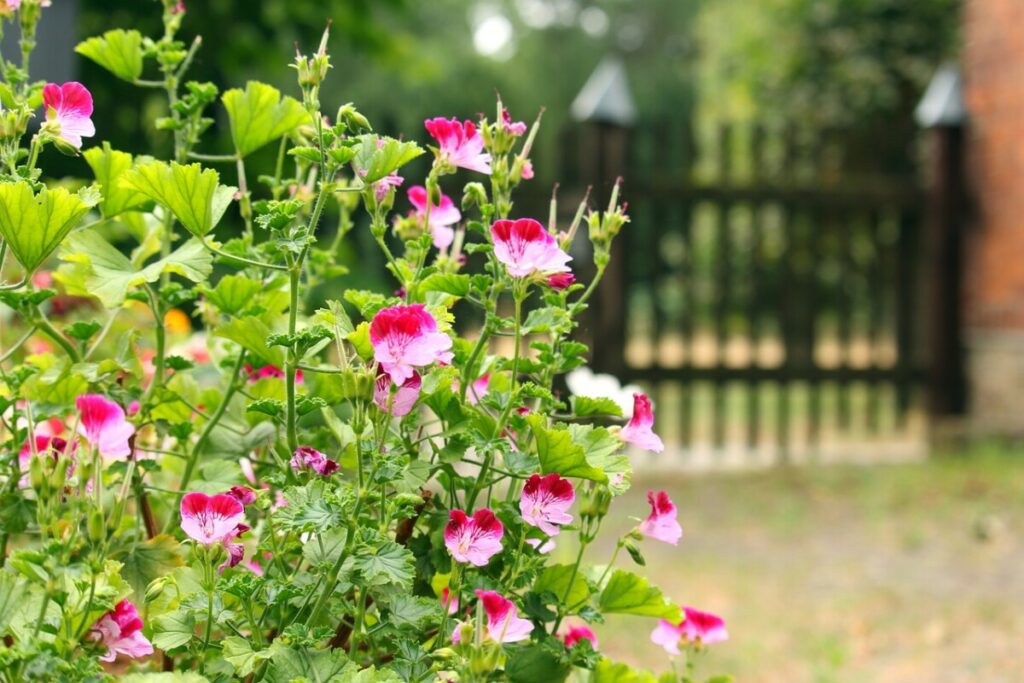 front yard fence